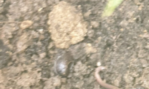 worm-and-slug