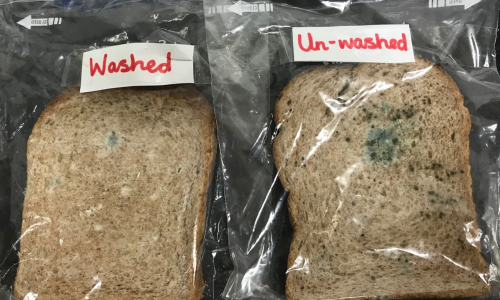 bread-experiment